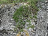 Rhamnus depressa. Плодоносящее растение. Северная Осетия, Алагирский р-н, окр. пос. Мизур, ок. 1600 м н.у.м., на большом камне. 11.07.2021.