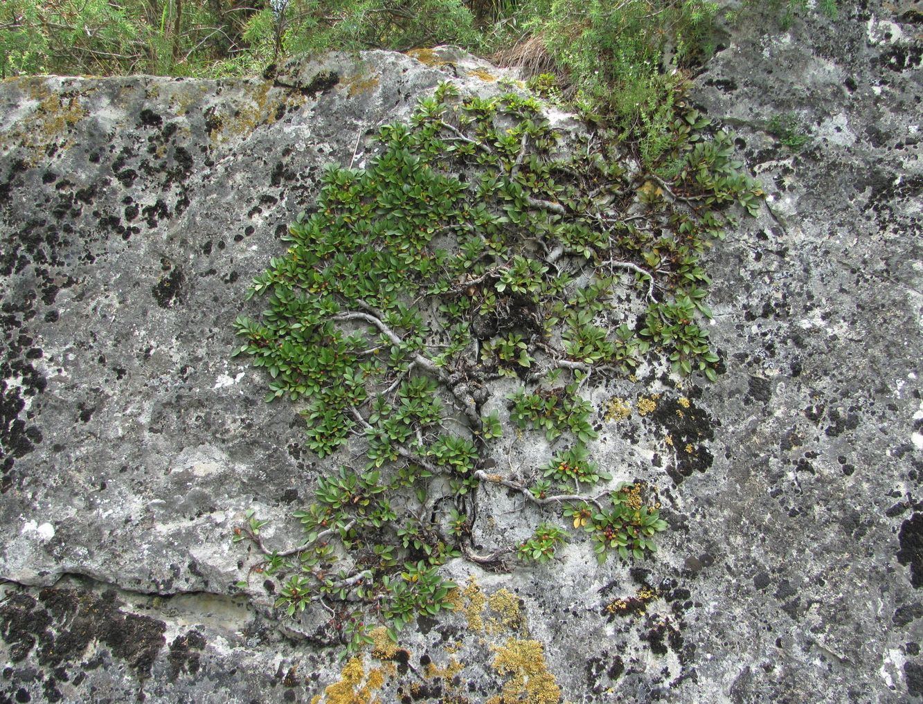 Image of Rhamnus depressa specimen.