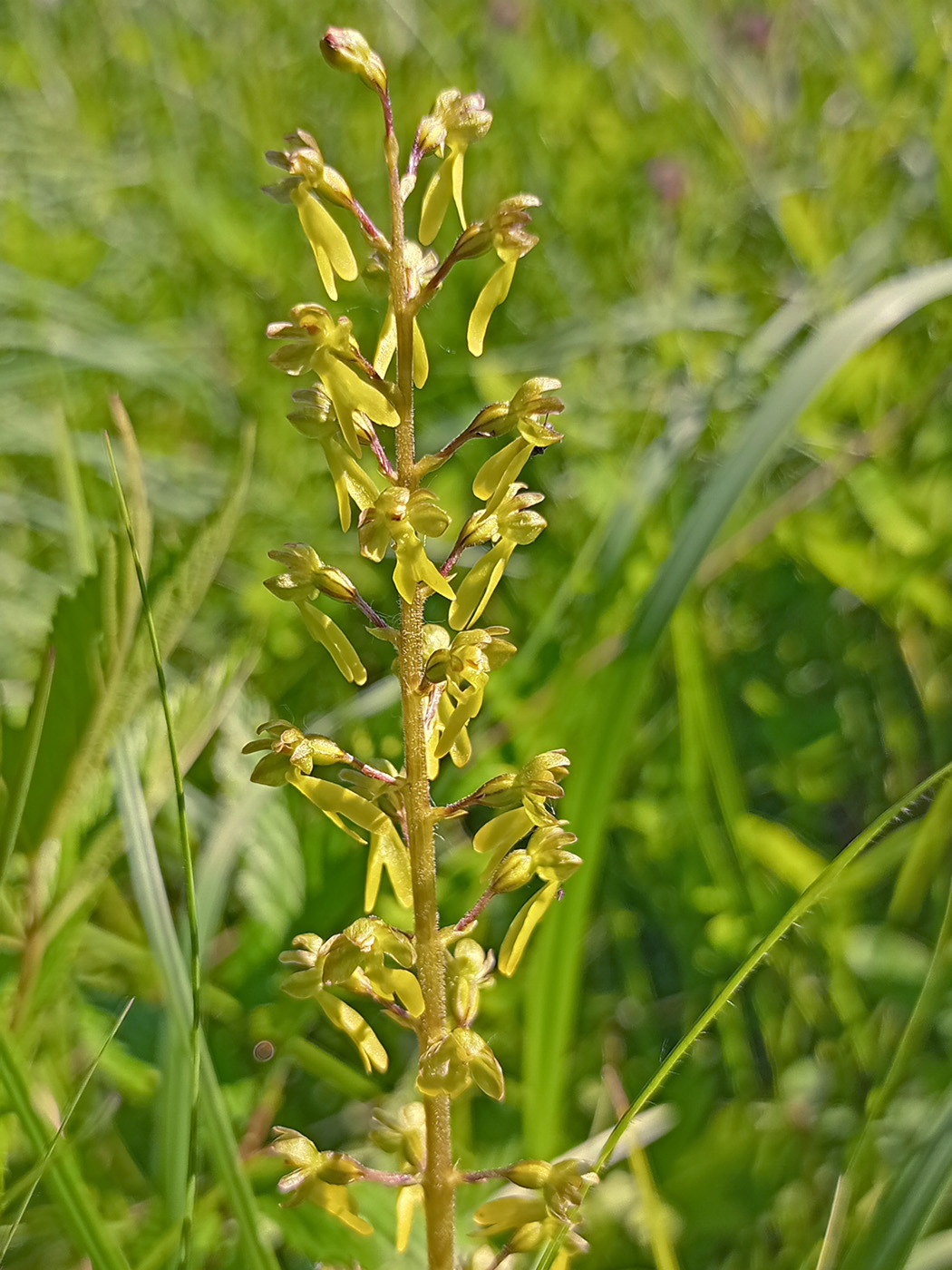 Изображение особи Listera ovata.