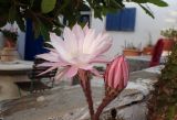 Echinopsis oxygona. Цветок и бутон. Греция, Эгейское море, о. Парос, г. Лефкес (Λευκές), цветник. 30.05.2021.