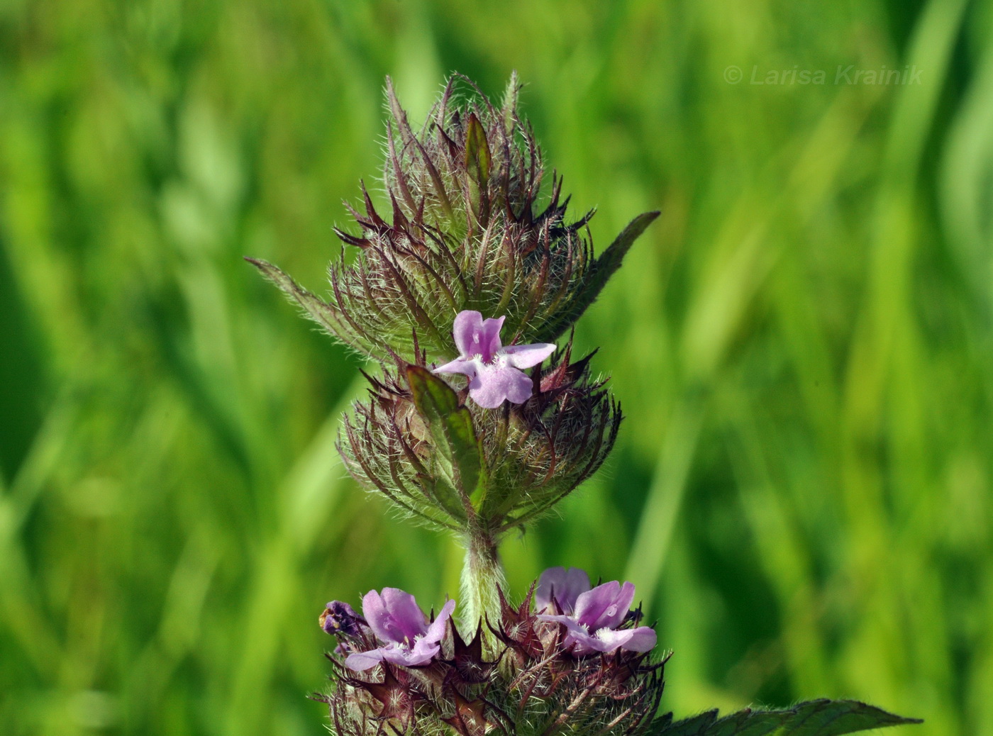 Image of Clinopodium chinense specimen.