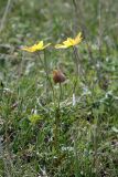 Anemone petiolulosa