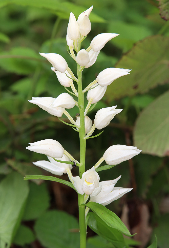 Изображение особи Cephalanthera caucasica.