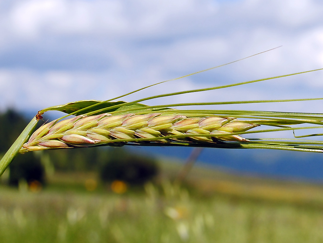 Image of Hordeum distichon specimen.