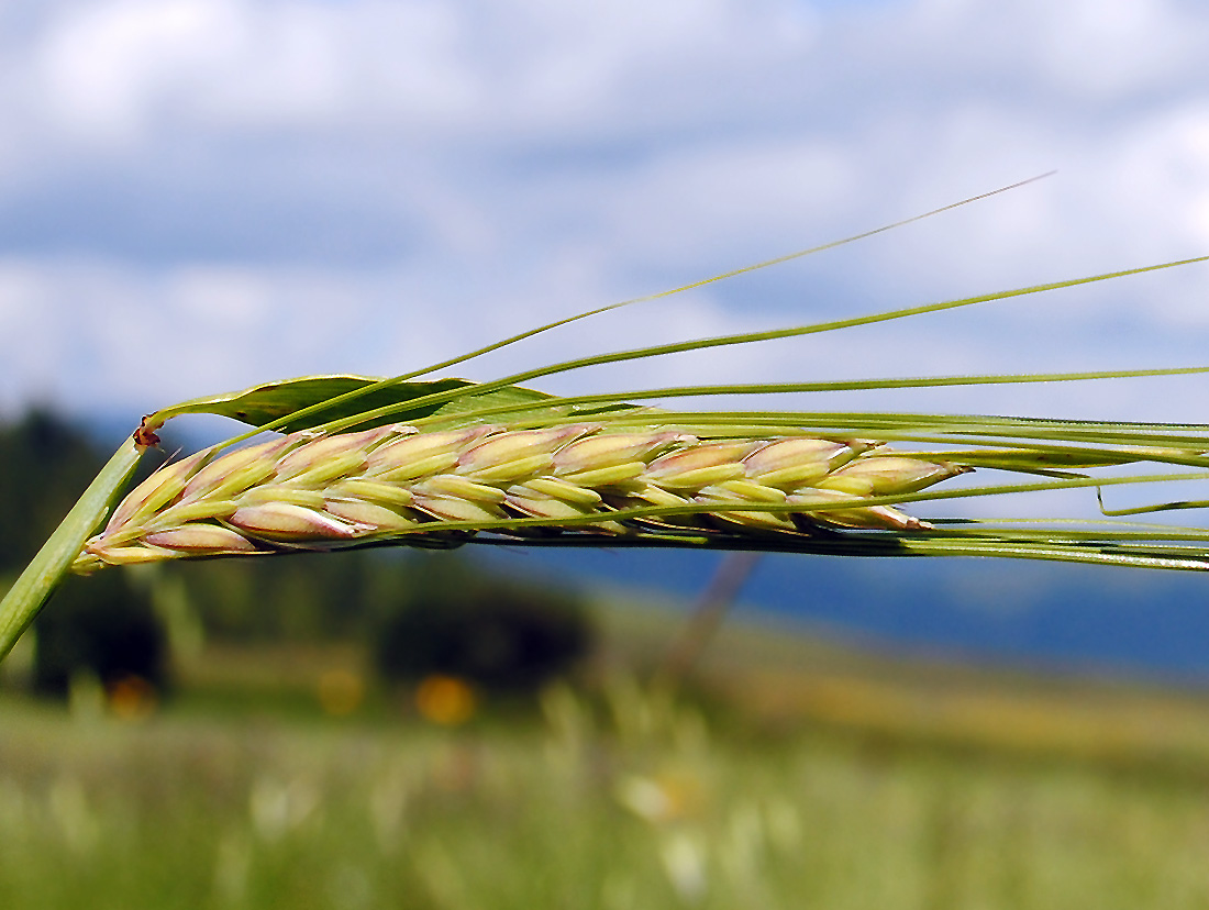 Изображение особи Hordeum distichon.