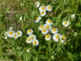 Erigeron annuus