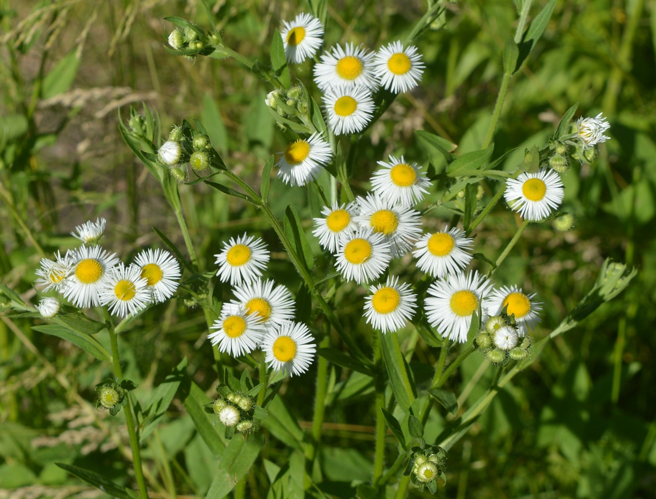 Image of Erigeron annuus specimen.