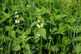 Lamium album