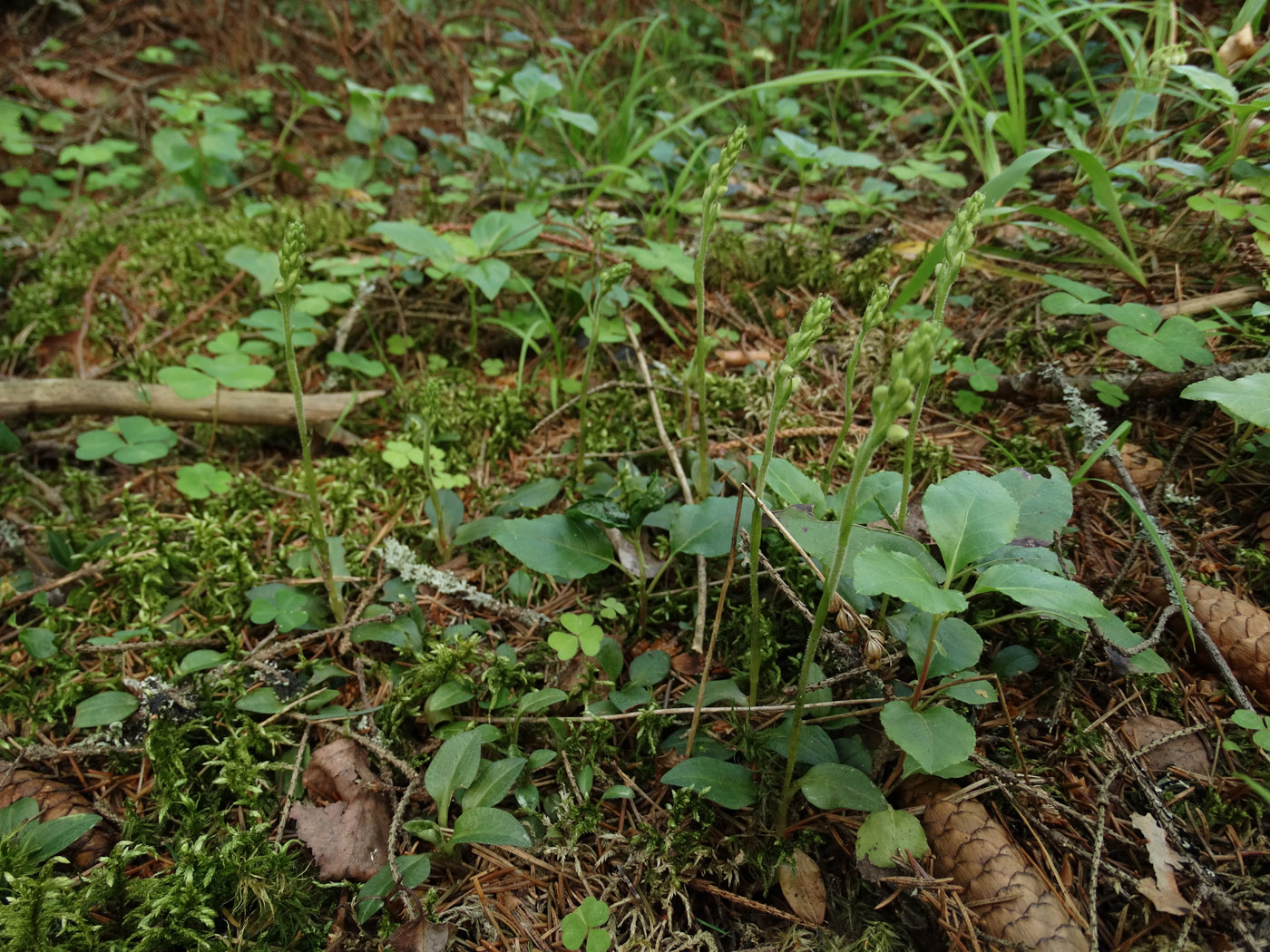 Изображение особи Goodyera repens.