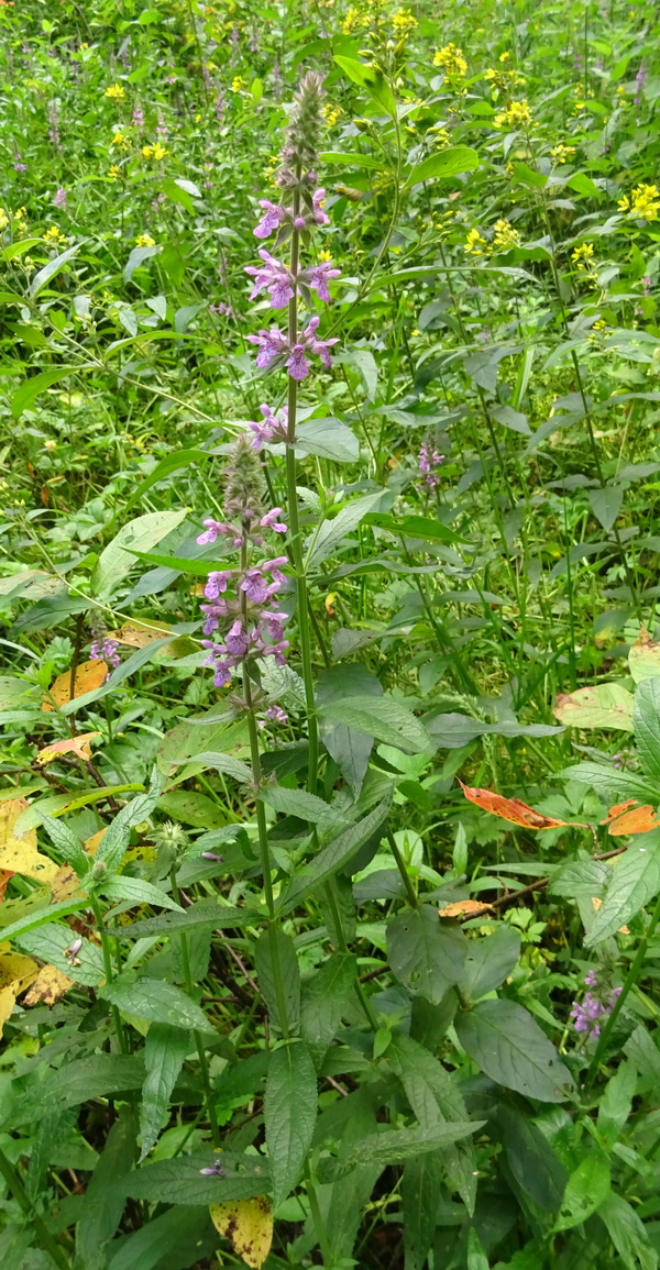 Изображение особи Stachys palustris.