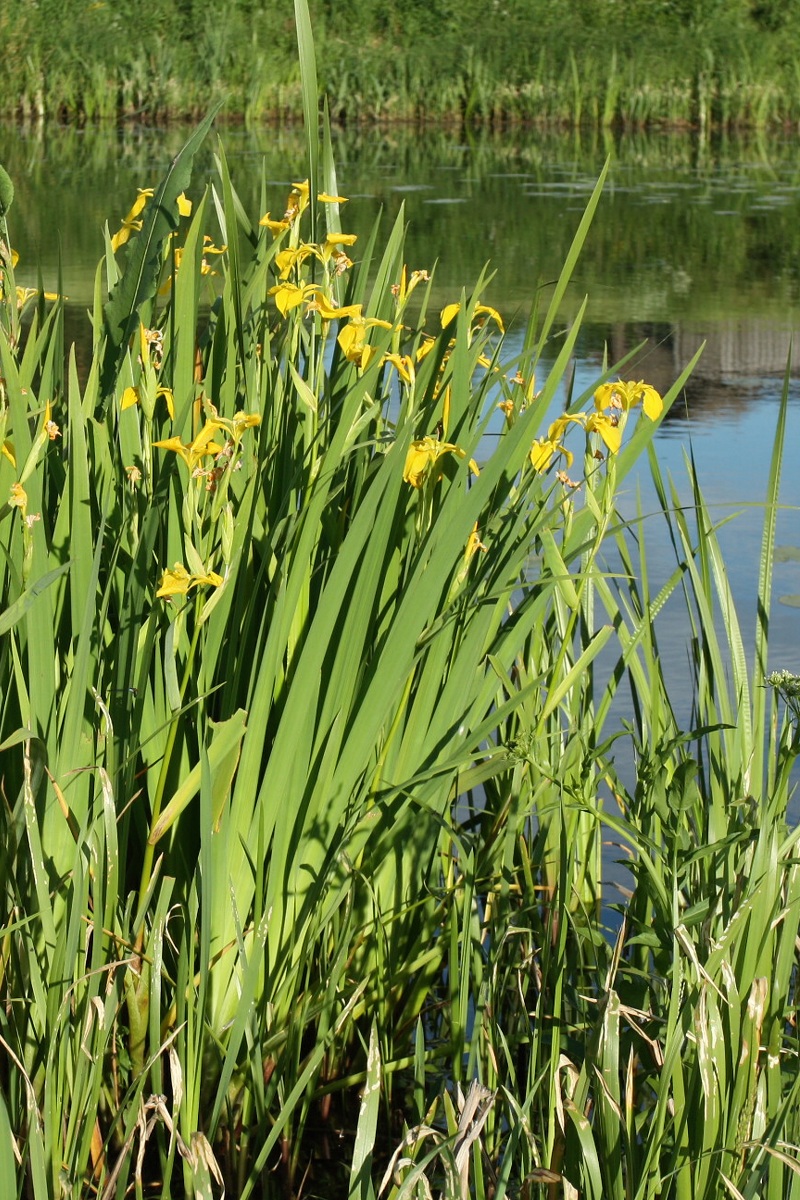 Изображение особи Iris pseudacorus.