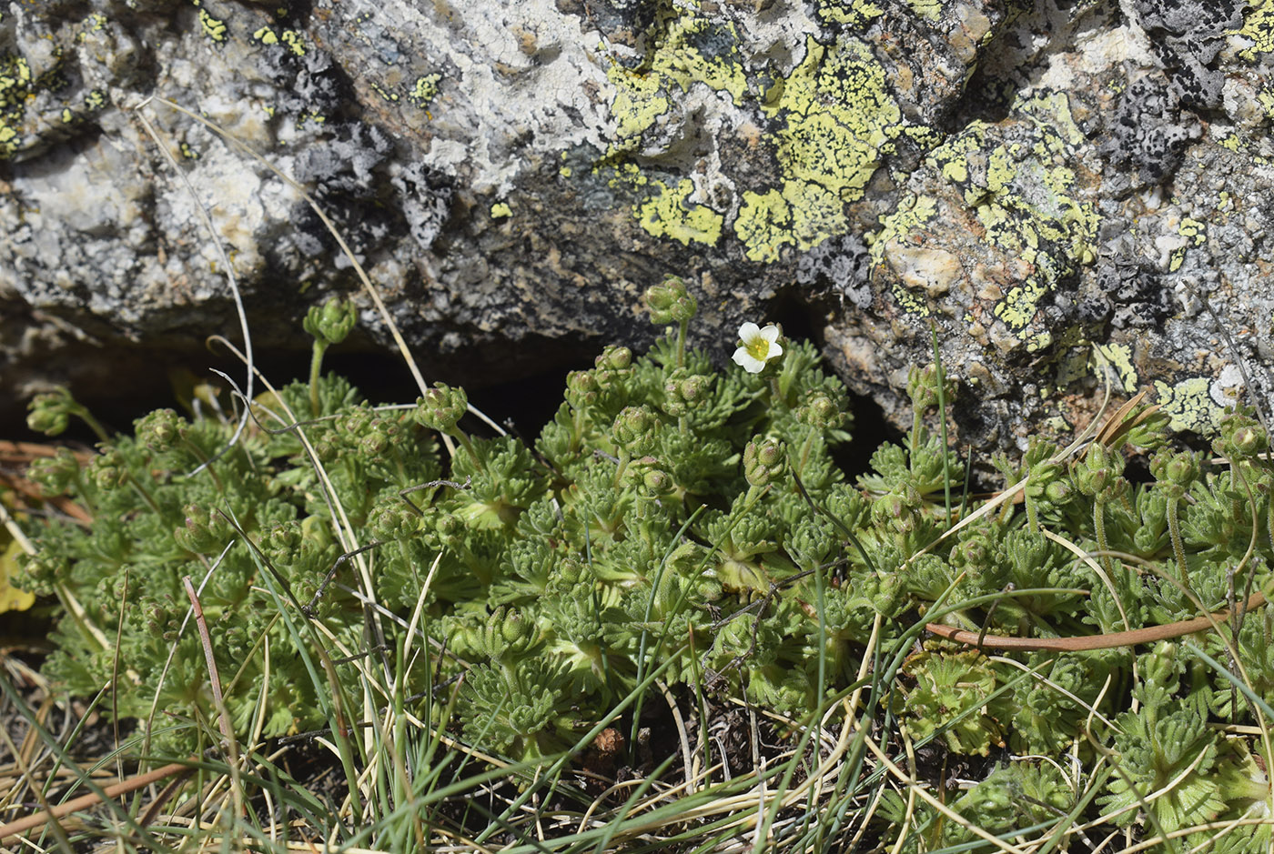 Image of Saxifraga pubescens specimen.