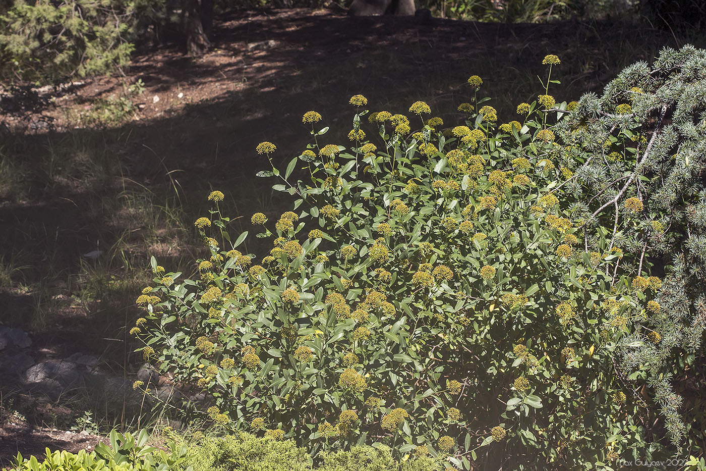 Image of Bupleurum fruticosum specimen.