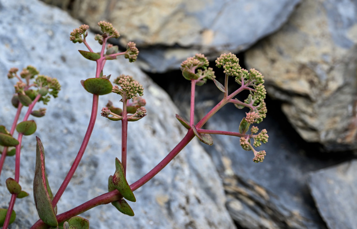 Изображение особи Hylotelephium caucasicum.