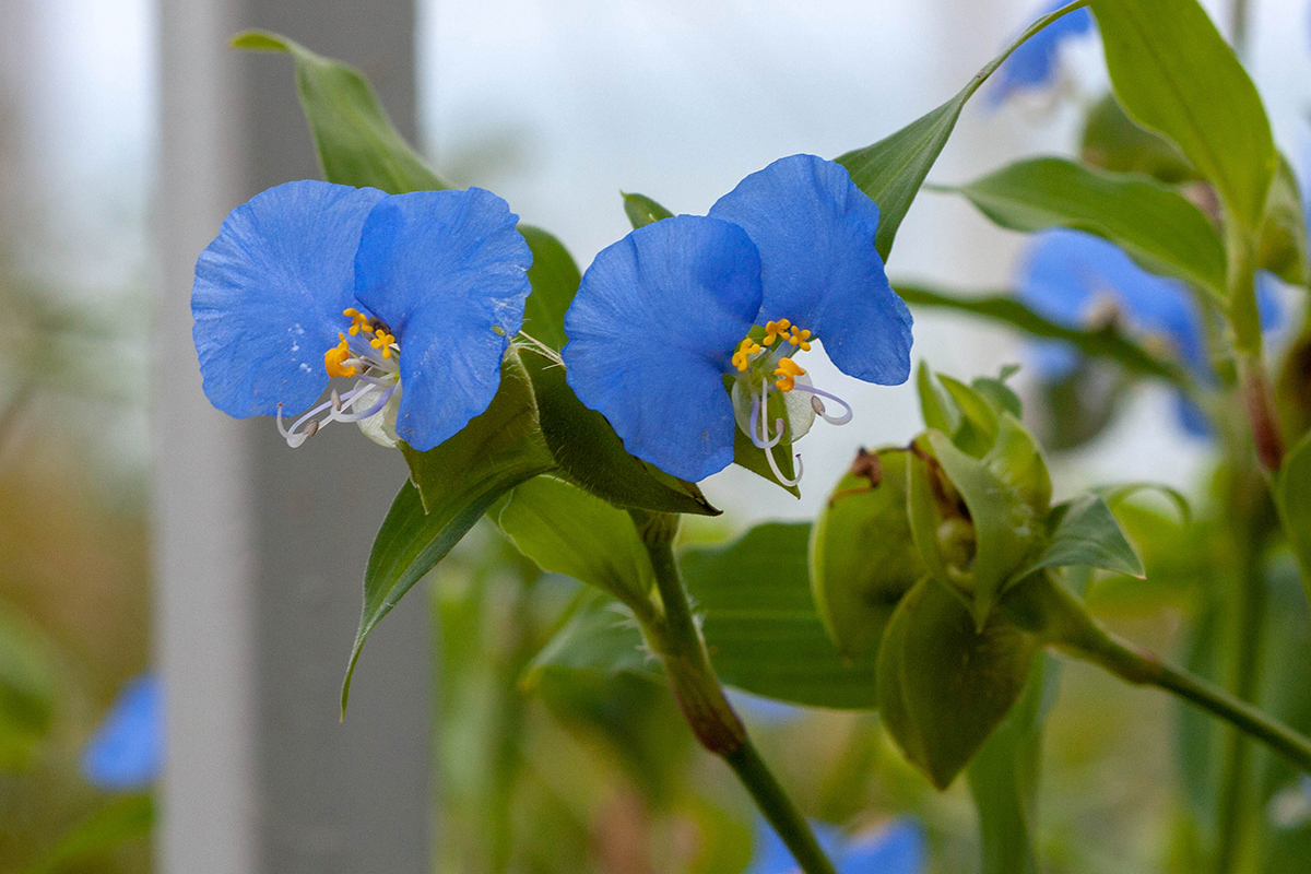 Image of Commelina tuberosa specimen.