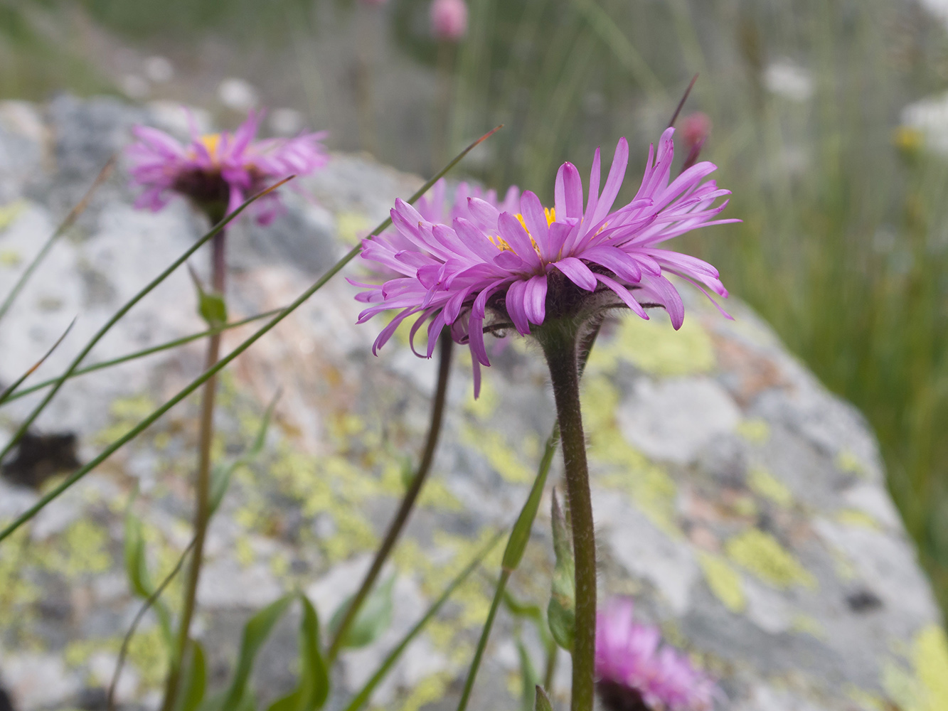 Image of Erigeron venustus specimen.