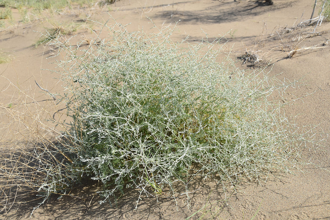 Изображение особи Artemisia santolina.