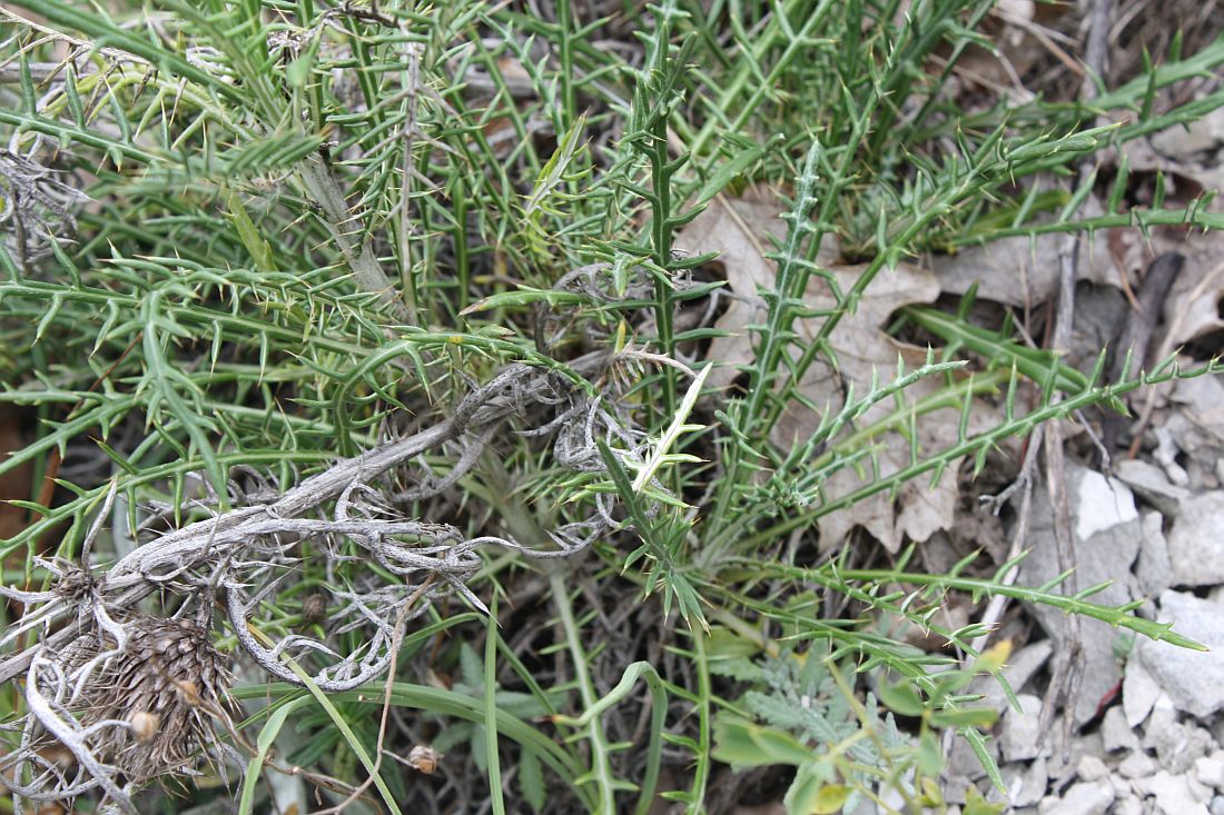 Image of Lamyra echinocephala specimen.
