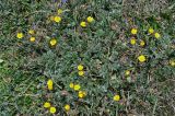 род Potentilla