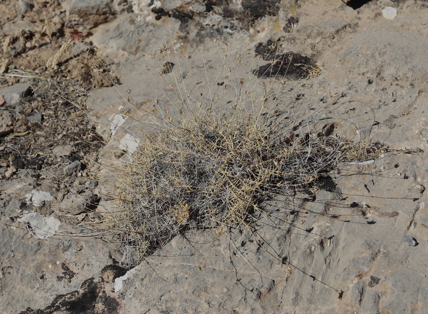 Изображение особи Acanthophyllum popovii.