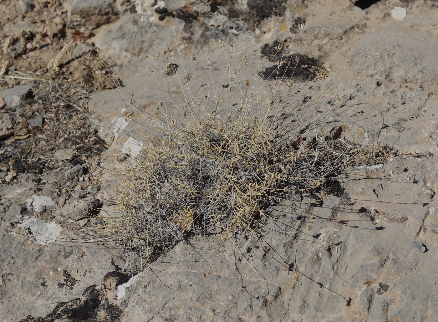 Image of Acanthophyllum popovii specimen.