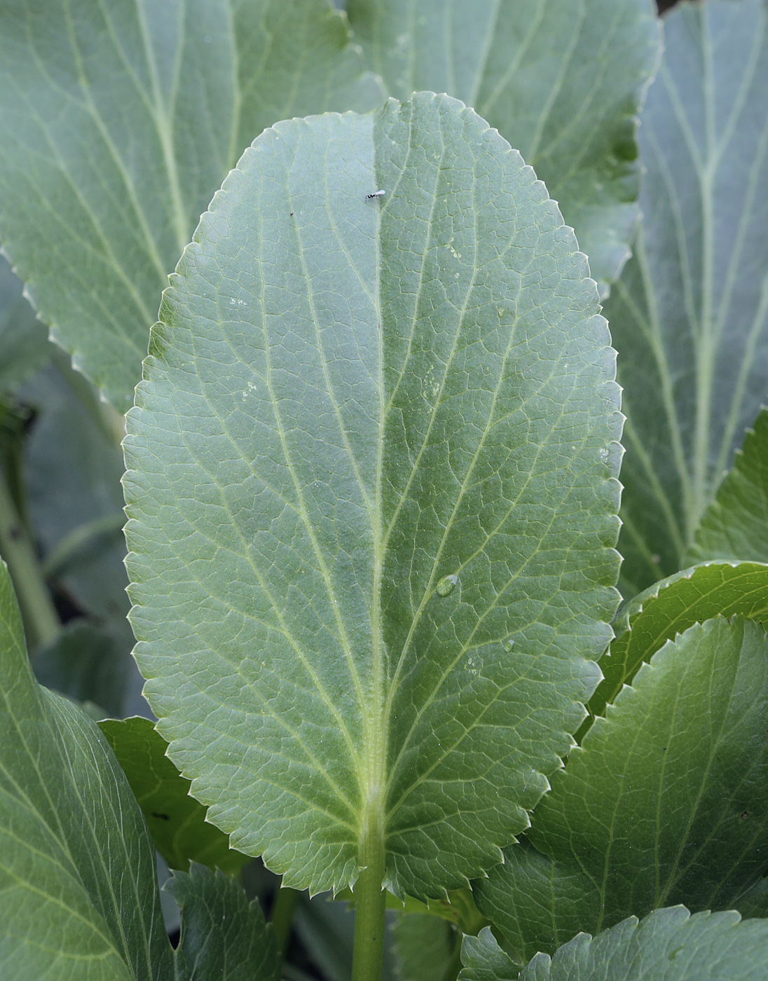 Изображение особи Eryngium planum.