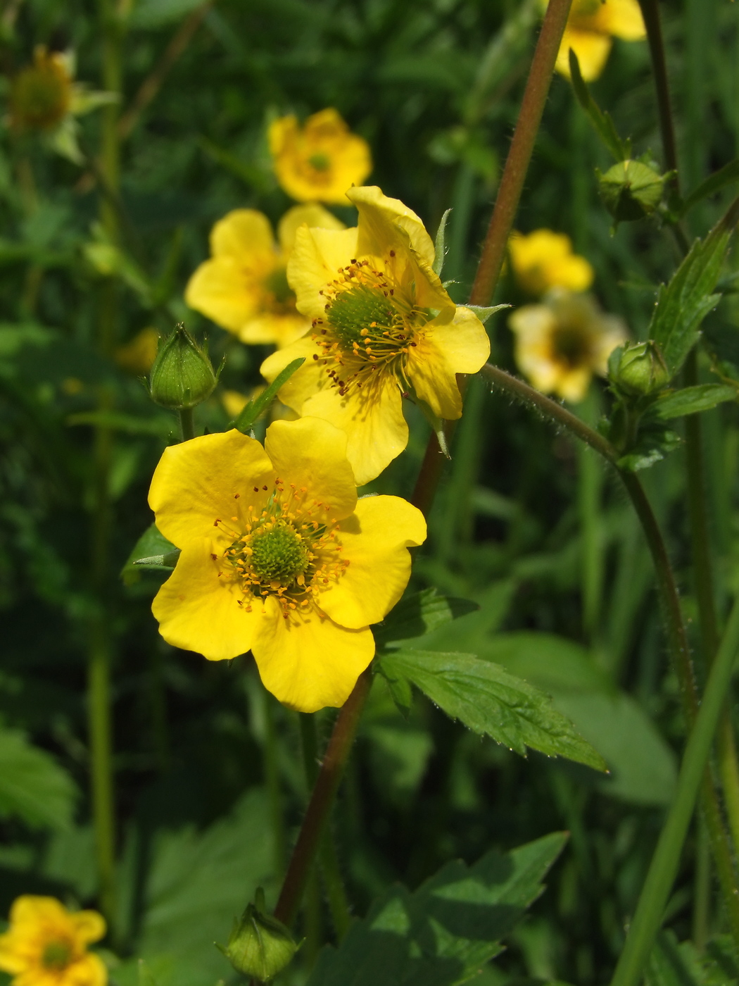 Изображение особи Geum aleppicum.