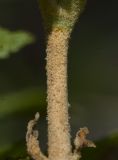 Sorbaria rhoifolia