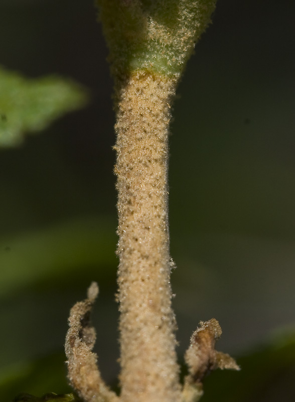 Image of Sorbaria rhoifolia specimen.