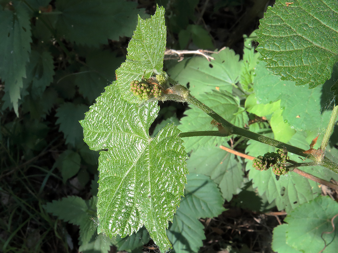 Image of Vitis amurensis specimen.