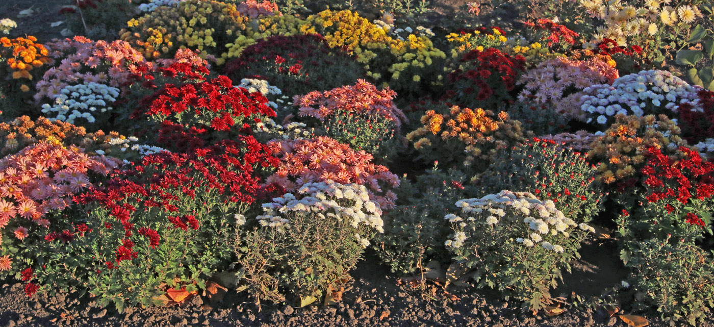 Image of Chrysanthemum indicum specimen.