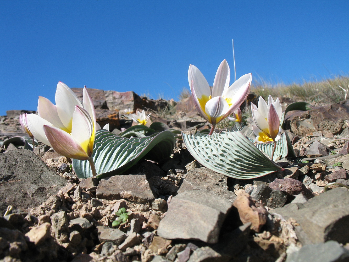 Изображение особи Tulipa regelii.