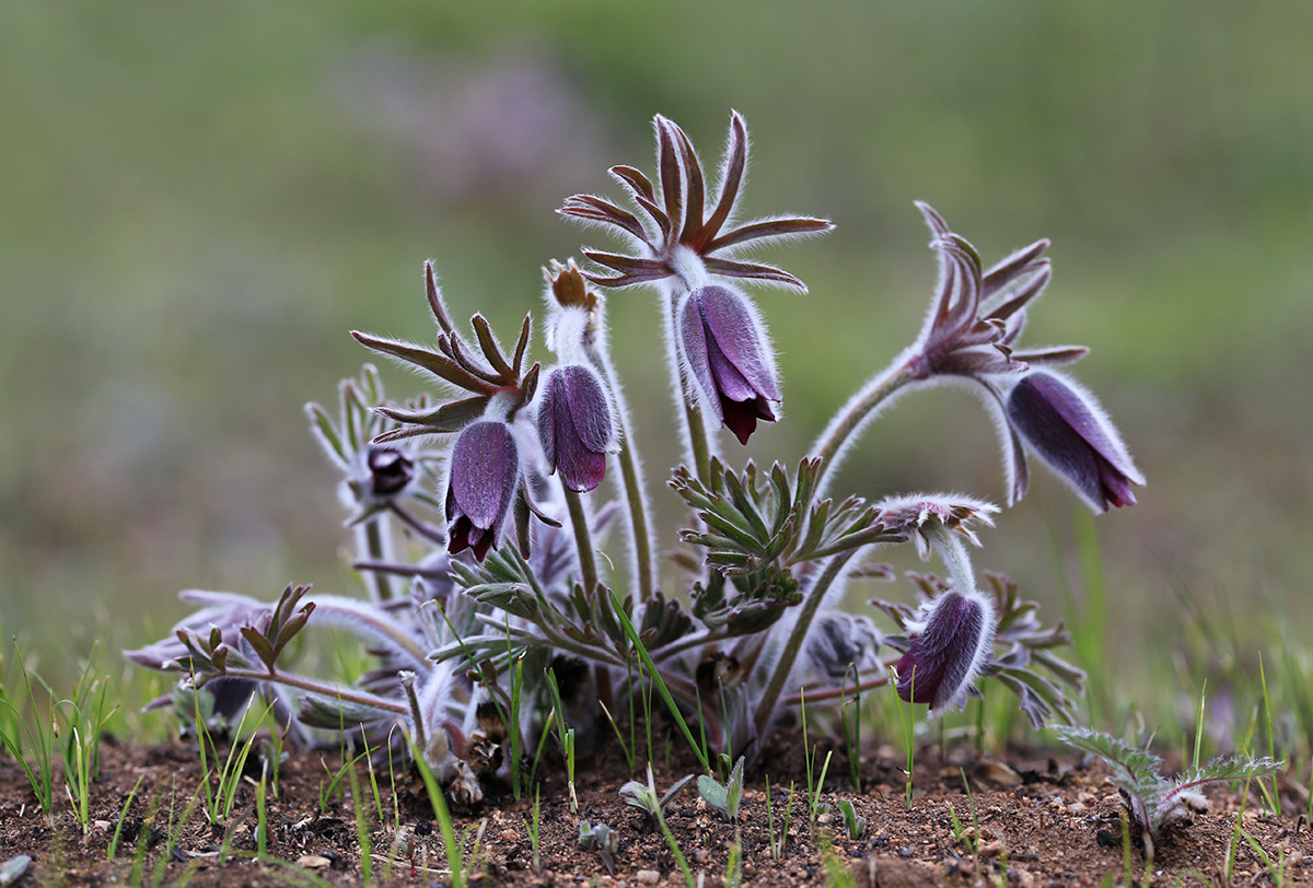 Image of Pulsatilla cernua specimen.