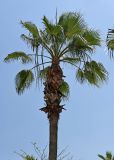 Washingtonia robusta. Крона взрослого растения с соцветиями в бутонах. Египет, мухафаза Александрия, г. Александрия, в культуре. 02.05.2023.