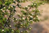 Crataegus maximowiczii