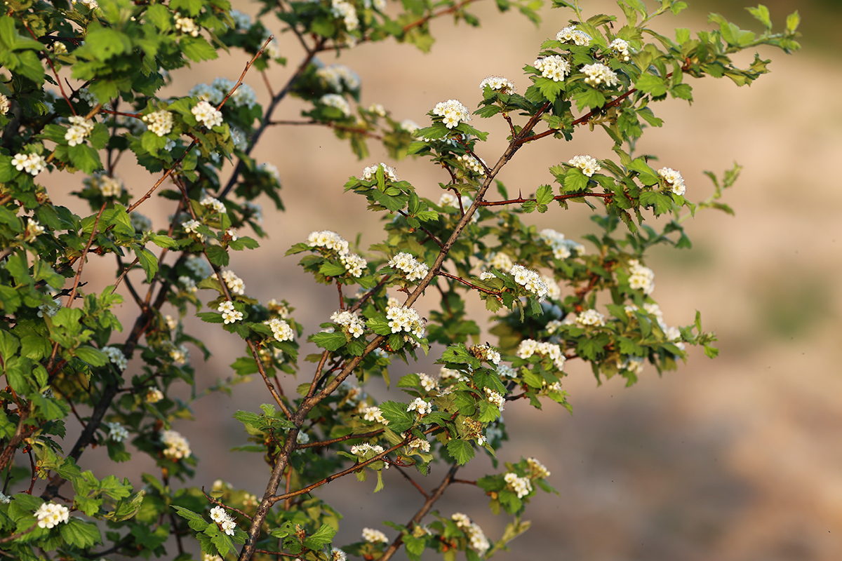 Image of Crataegus maximowiczii specimen.