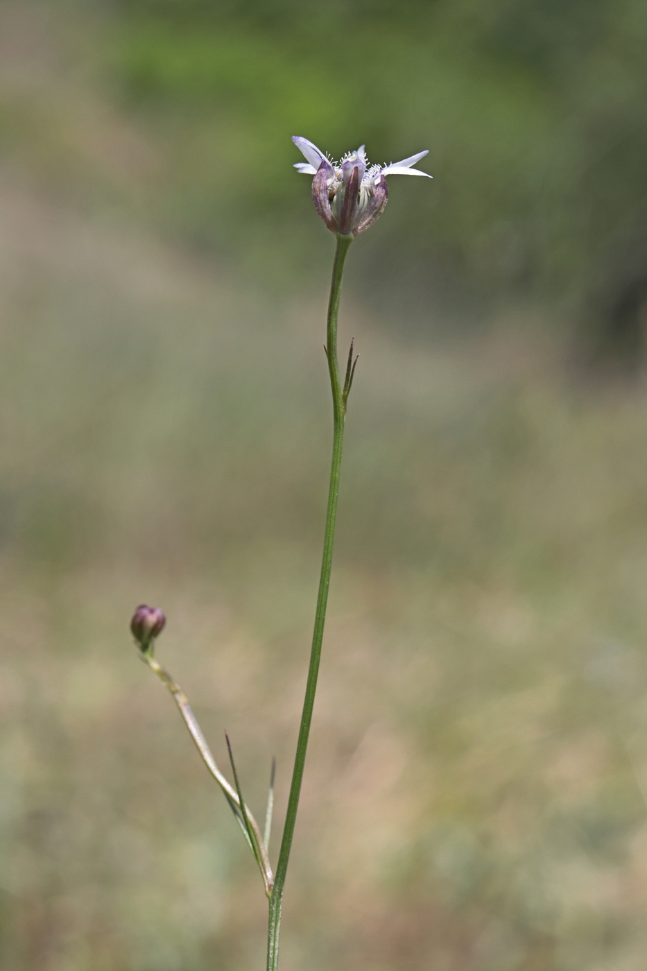 Image of Garidella nigellastrum specimen.