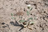Cousinia bungeana. Цветущее растение. Таджикистан, Согдийская обл., горы Окбель, лёссовый склон. 7 мая 2023 г.