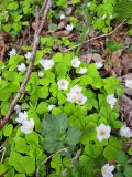 Oxalis acetosella. Цветущие растения. Карелия, г. Петрозаводск, смешанный лес. 17.05.2023.