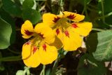 Tropaeolum majus