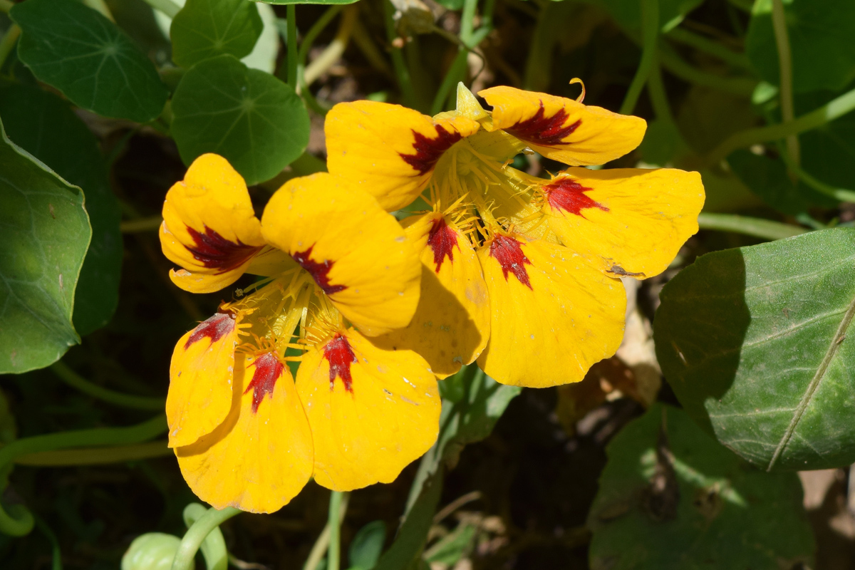 Изображение особи Tropaeolum majus.