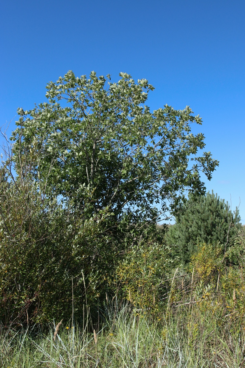 Image of Salix caprea specimen.