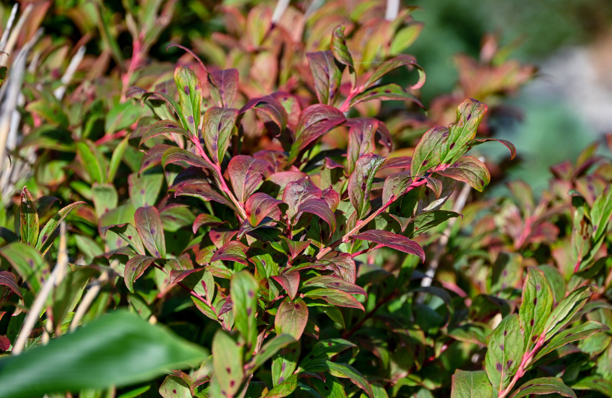 Изображение особи Vaccinium smallii.