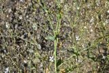 Gypsophila elegans