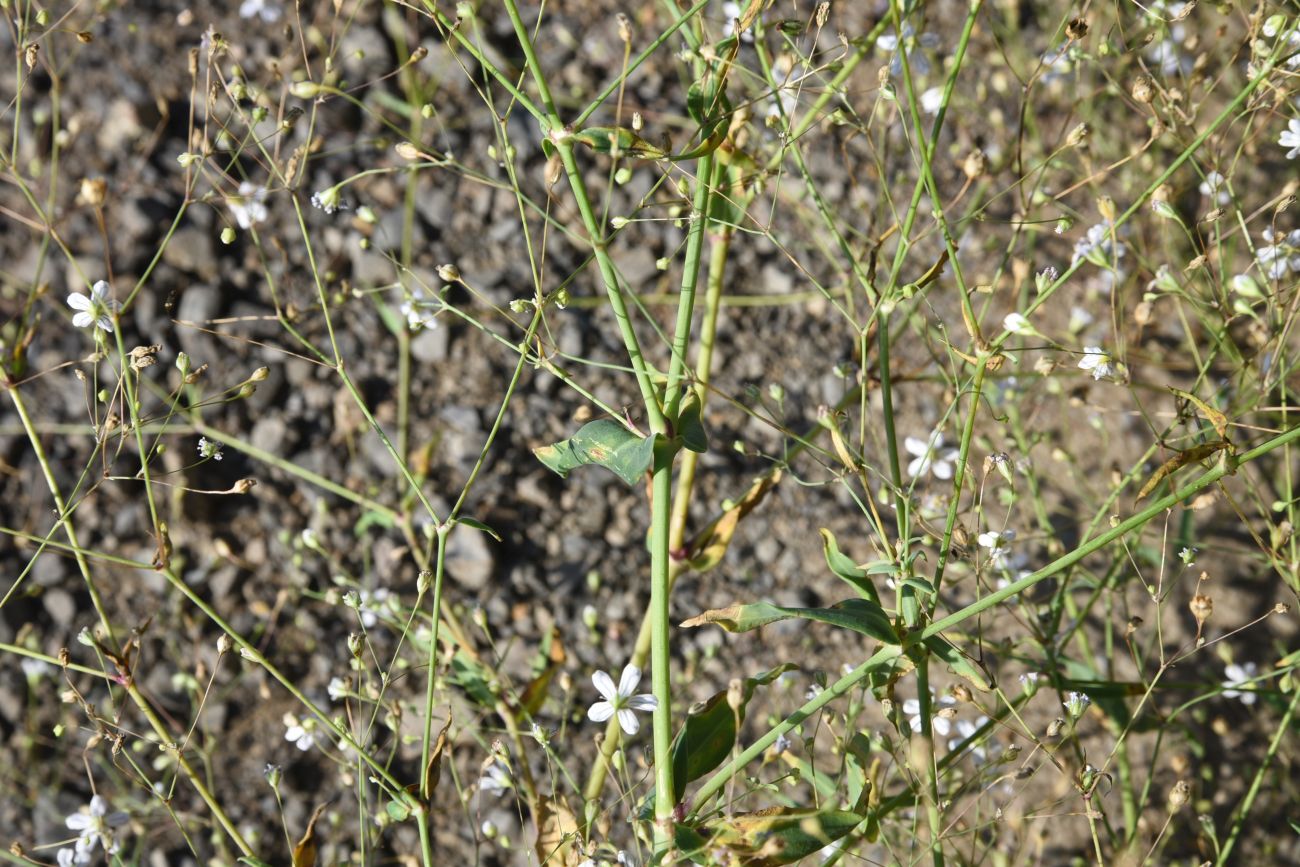 Изображение особи Gypsophila elegans.