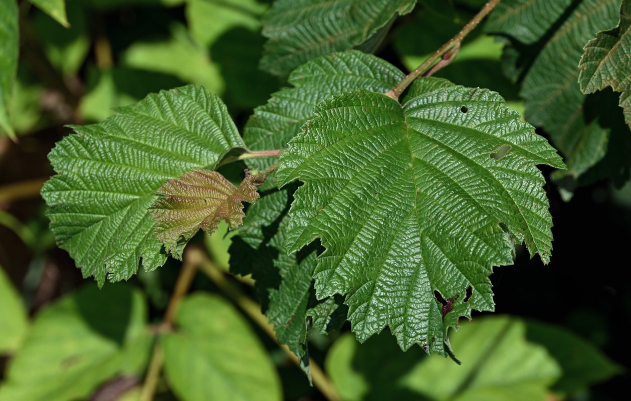 Image of Alnus hirsuta specimen.