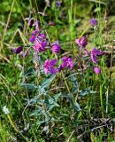 Chamaenerion latifolium. Цветущие растения в сообществе с Bistorta vivipara и Allium schoenoprasum. Красноярский край, Таймырский Долгано-Ненецкий р-н, плато Путорана, долина р. Кутарамакан, опушка смешанного леса. 25.07.2023.