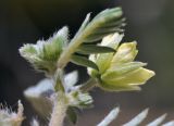 Tribulus terrestris. Верхушка веточки с цветком (вид со стороны чашечки). Объединённые Арабские Эмираты, эмират Дубай, окр. пляжа Al Mamzar, участок обнажённого грунта между посадками кустарников и деревьев. 04.05.2023.