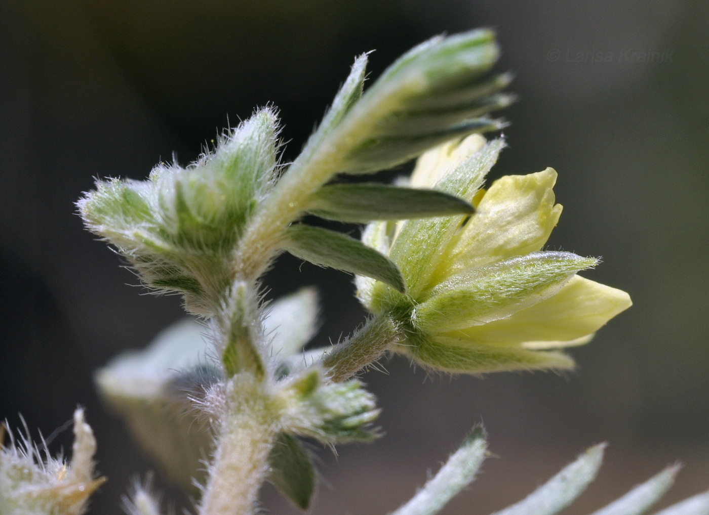 Изображение особи Tribulus terrestris.