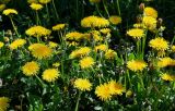 Taraxacum officinale. Верхушки цветущих растений. Московская обл., окр. г. Железнодорожный, долина р. Чёрная, опушка смешанного леса. 30.05.2022.